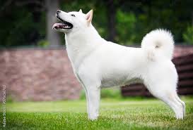 犬を家族に迎える前に